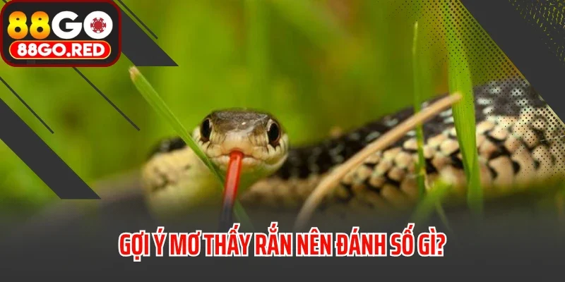 Gợi ý mơ thấy rắn nên đánh số gì?