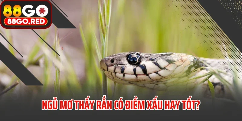 Ngủ mơ thấy rắn có điềm xấu hay tốt?