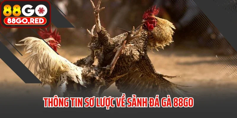 Thông tin sơ lược về sảnh đá gà 88GO